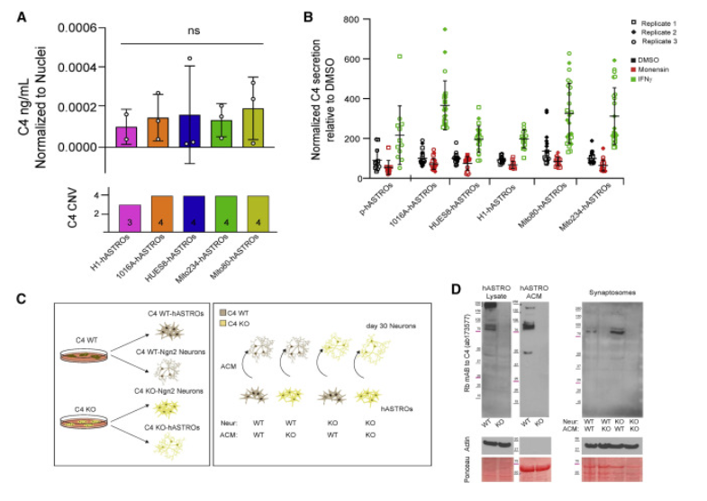 △人星形膠質細胞分泌C4