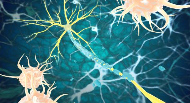 神經(jīng)干細(xì)胞：鑒定、功能、培養(yǎng)和分離