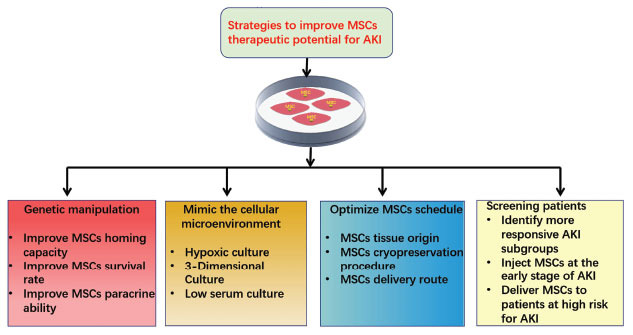 圖1:提高間充質(zhì)干細(xì)胞治療急性腎損傷有益效果的策略 圖1:提高間充質(zhì)干細(xì)胞治療急性腎損傷有益效果的策略