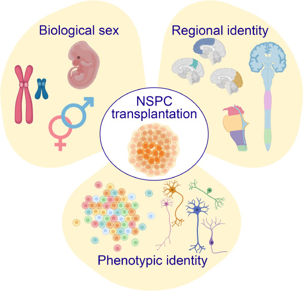圖1:優化神經干細胞和祖細胞 (NSPC) 移植治療神經系統損傷和疾病時需要考慮的關鍵因素。 圖1:優化神經干細胞和祖細胞 (NSPC) 移植治療神經系統損傷和疾病時需要考慮的關鍵因素。