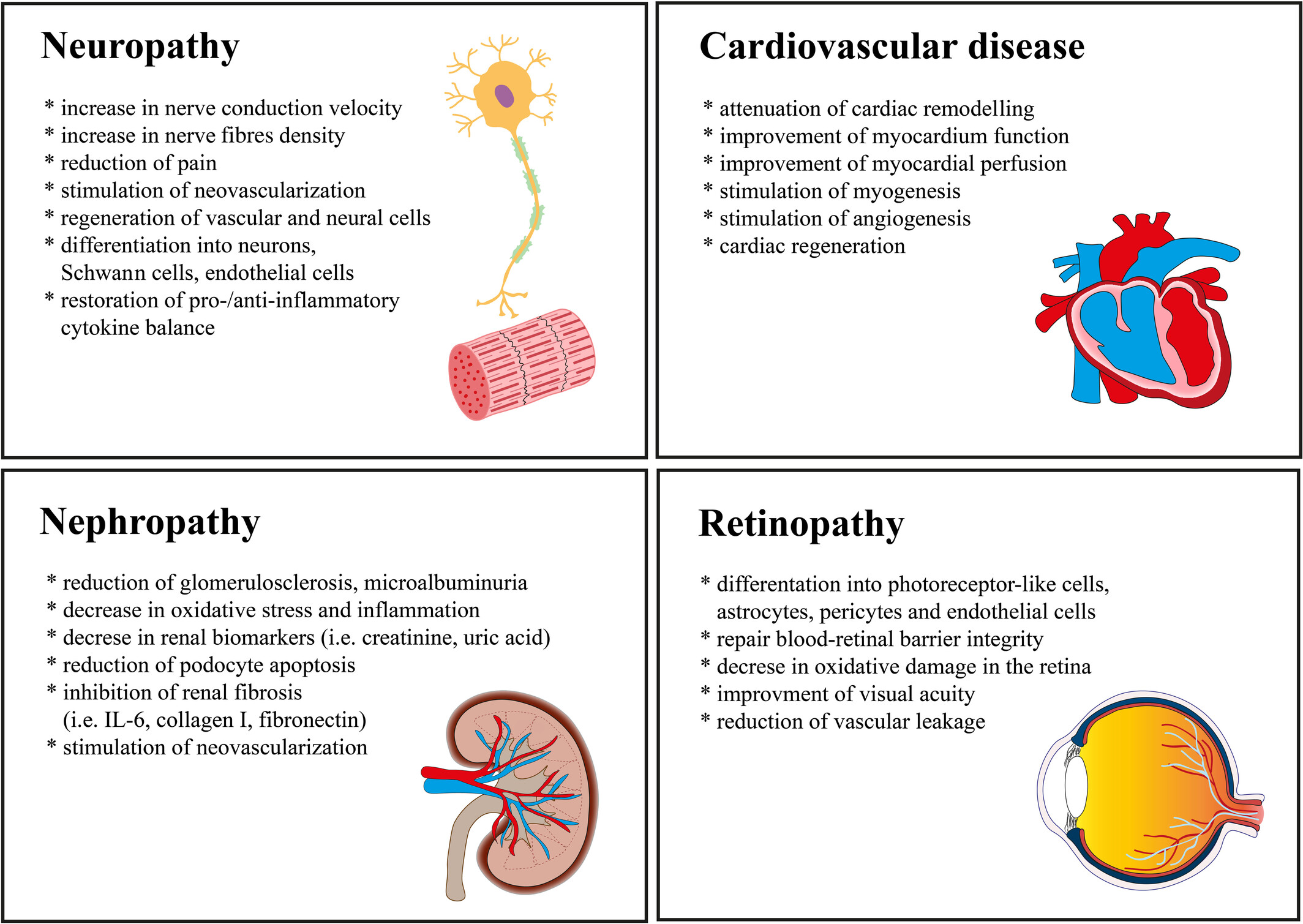 圖1:使用脂肪間充質干細胞來緩解長期糖尿病并發癥 圖1:使用脂肪間充質干細胞來緩解長期糖尿病并發癥