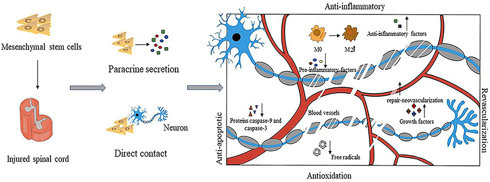 圖3：間充質(zhì)干細胞具有抗炎作用