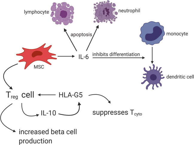 圖2：MSC通過與Treg細胞相互作用產生HLA-G5，抑制細胞毒性T細胞并促進Treg細胞，從而抑制T1DM自身免疫作用