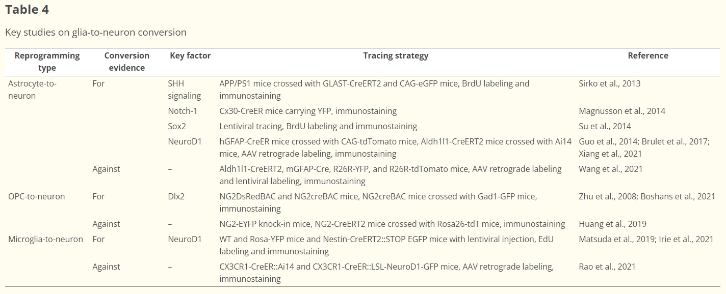 表4：膠質細胞到神經(jīng)元轉化的重點研究