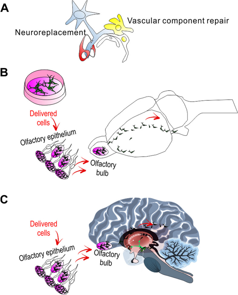 圖1:干細(xì)胞移植治療帕金森病的示意圖。 圖1:干細(xì)胞移植治療帕金森病的示意圖。