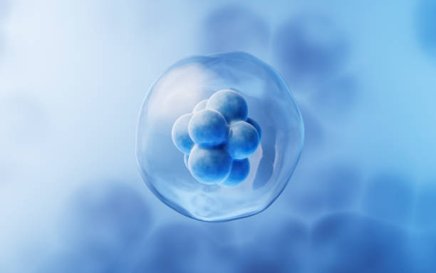 關于干細胞方面經常問的問題有哪些? 關于干細胞方面經常問的問題有哪些?