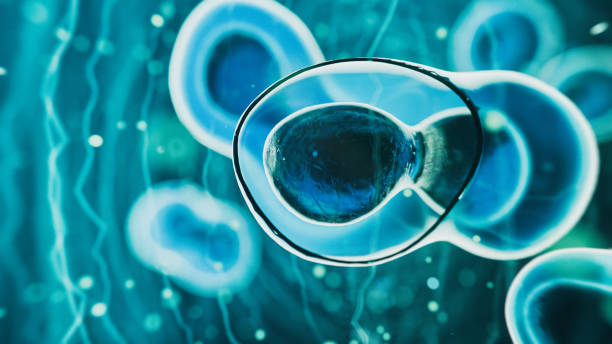 干細胞療法是永久性的嗎？