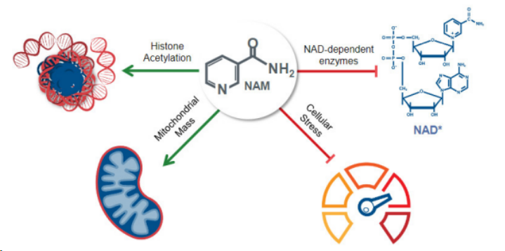 ▲NAM細(xì)胞擴(kuò)增技術(shù)原理(圖片來(lái)源:Gamida cell官網(wǎng)) ▲NAM細(xì)胞擴(kuò)增技術(shù)原理(圖片來(lái)源:Gamida cell官網(wǎng))