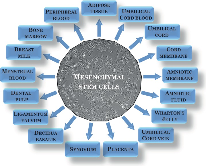 間充質干細胞可以從多種來源中分離出來?