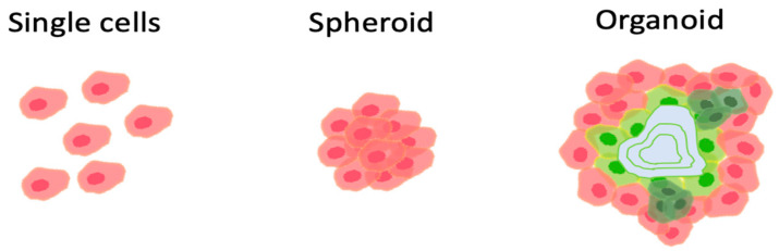圖1：組織移植的方式。