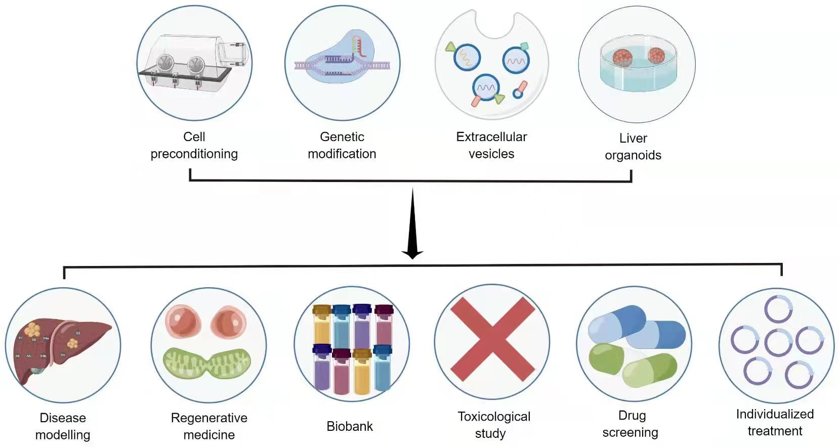圖3:干細(xì)胞治療肝病的新策略和應(yīng)用前景。 圖3:干細(xì)胞治療肝病的新策略和應(yīng)用前景。
