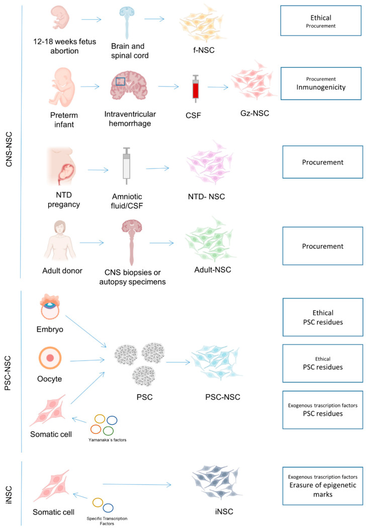 圖1:NSC生產的可用來源以及每個來源的主要關注點。 圖1:NSC生產的可用來源以及每個來源的主要關注點。