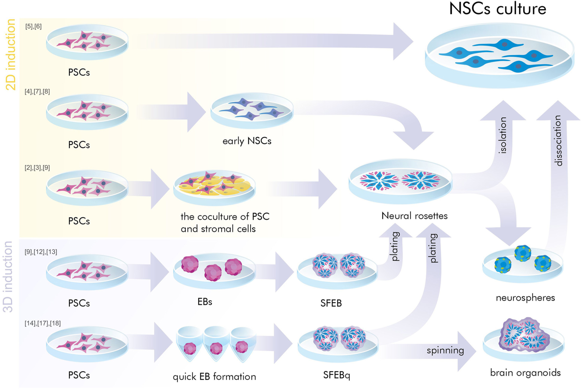 神經干細胞是胚胎干細胞嗎？
