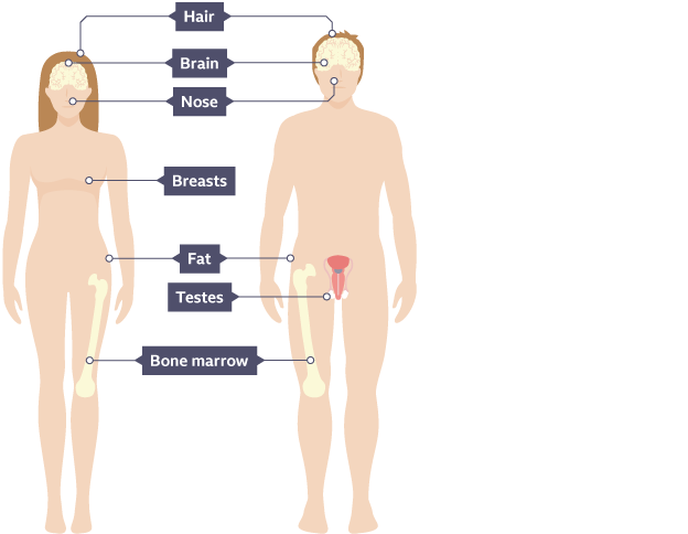 成體干細胞在人體的位置 成體干細胞在人體的位置