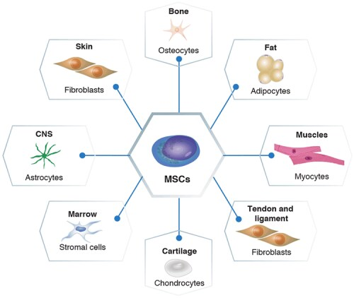 間充質干細胞的分化潛力