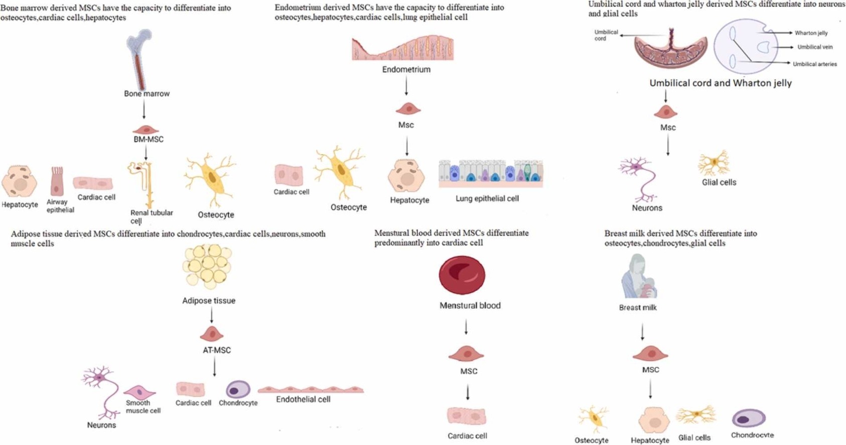 間充質干細胞有哪些優勢? 間充質干細胞有哪些優勢?