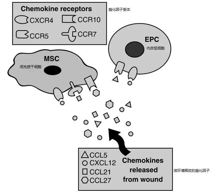 △趨化因子受體軸介導干細胞向傷口歸巢