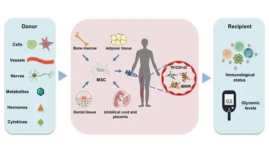 △MSCs介導的免疫調節，給2型糖尿病患者治療帶來希望
