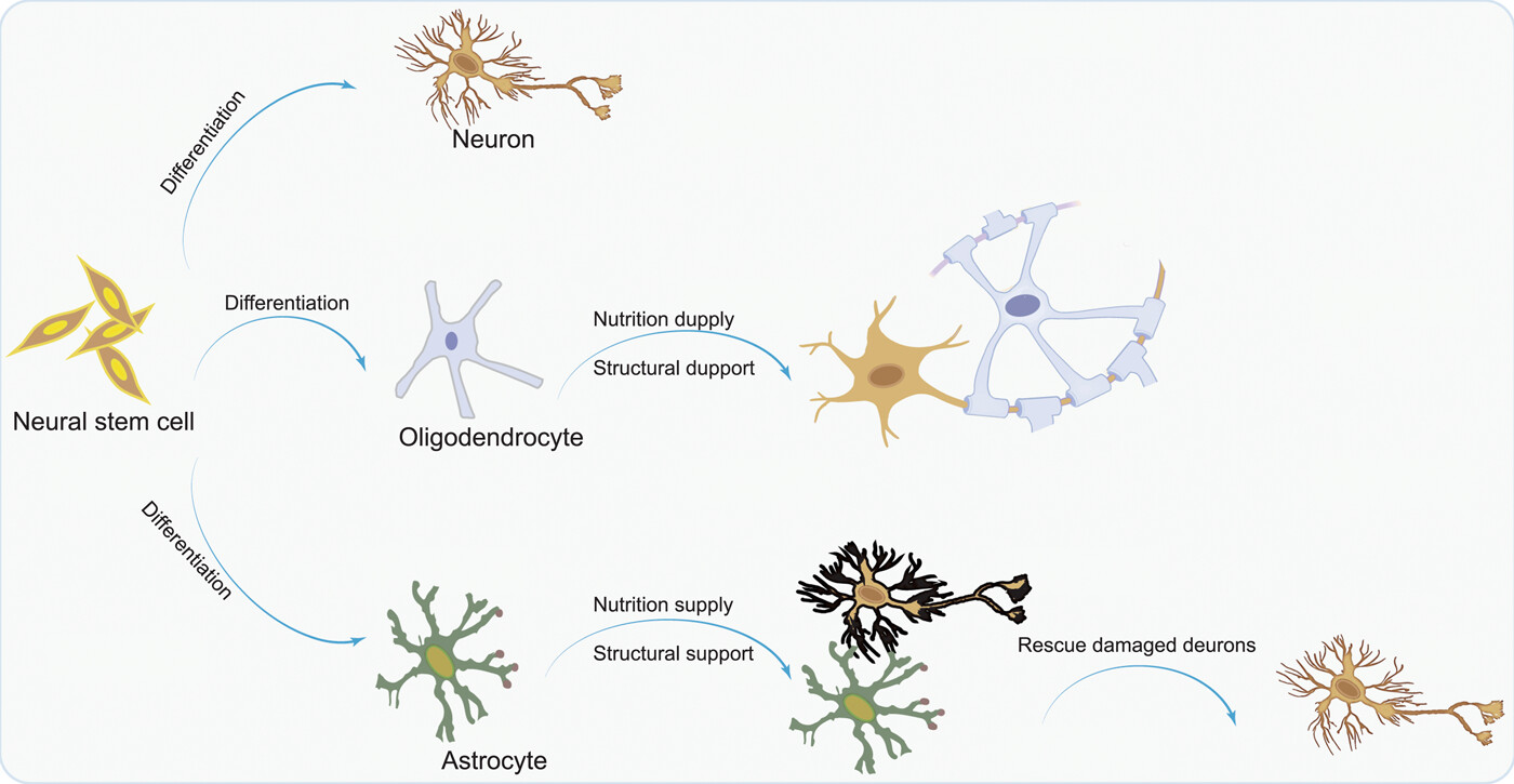 圖1：NSC分化為神經元，以補充大腦中因疾病而損失的神經元；少突膠質細胞