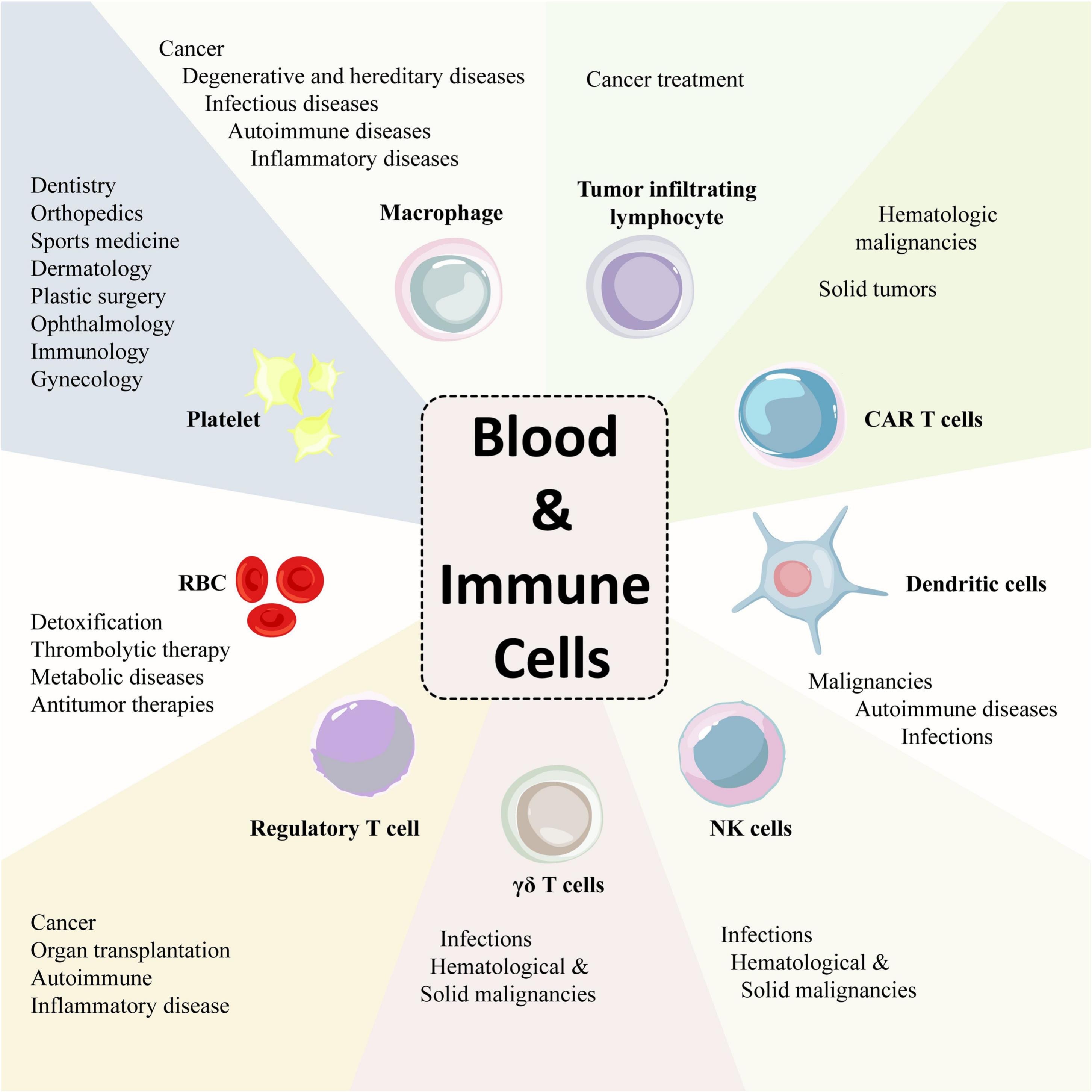 圖6：各種成熟的血液和免疫細(xì)胞及其治療潛力。