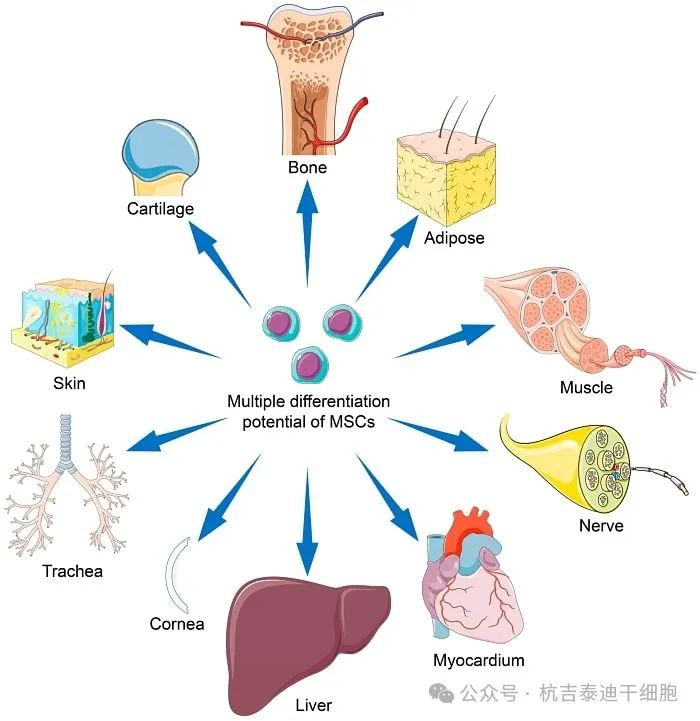 間充質干細胞 (MSC) 的分化潛力可能會因干細胞來源、擴增條件及其培養微環境而異。