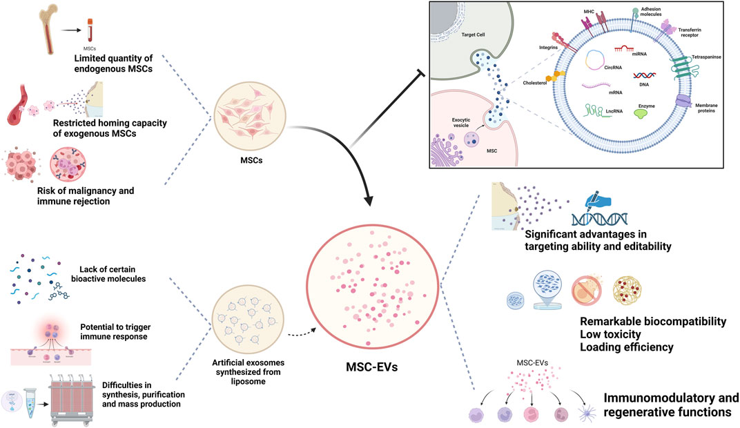 圖1:MSC-Exos作為藥物載體的生物學(xué)優(yōu)勢(shì)。 圖1:MSC-Exos作為藥物載體的生物學(xué)優(yōu)勢(shì)。
