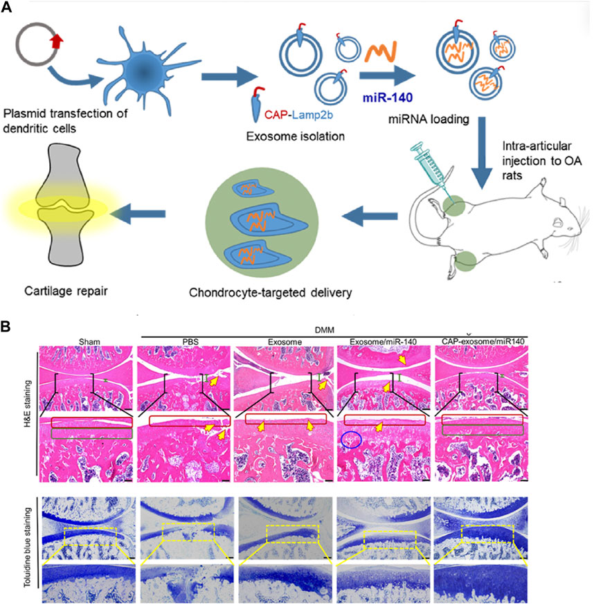 圖3:MSC-Exos藥物輸送用于OA治療的代表性研究。 圖3:MSC-Exos藥物輸送用于OA治療的代表性研究。