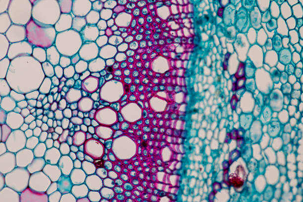 多能干細胞療法的臨床轉化:成功與挑戰 多能干細胞療法的臨床轉化:成功與挑戰