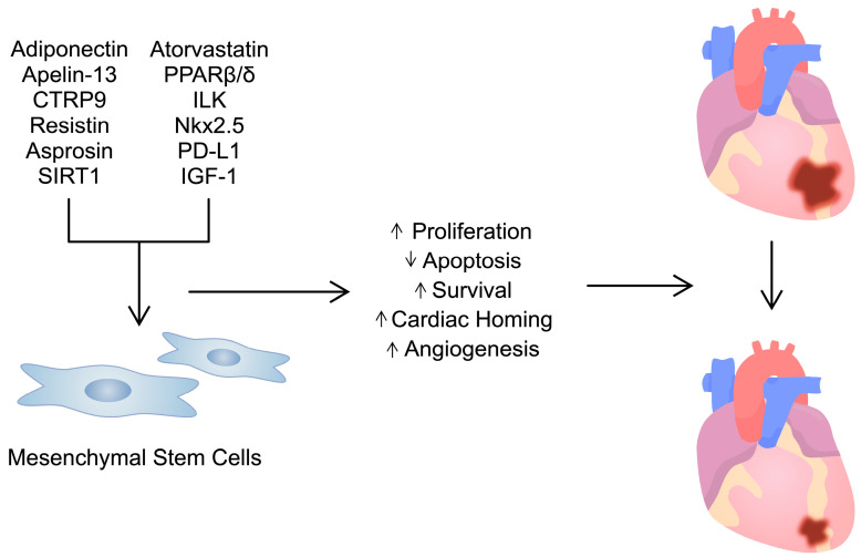 圖3:用多種試劑/分子預處理間充質干細胞可增強其活性。這可用于治療心臟病,例如心肌梗塞。 圖3:用多種試劑/分子預處理間充質干細胞可增強其活性。這可用于治療心臟病,例如心肌梗塞。