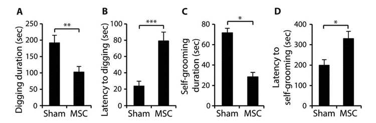 圖3：BTBR小鼠接受間充質干細胞移植后重復行為的改善