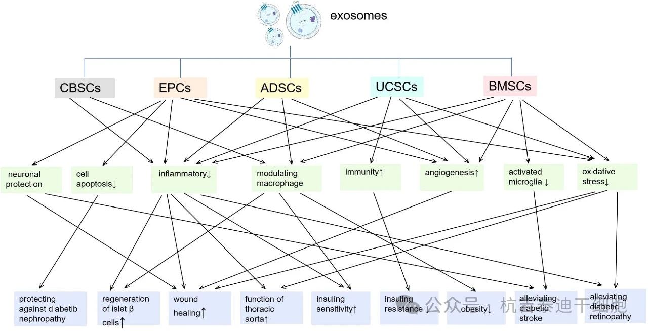 圖2：來(lái)自不同種類(lèi)干細(xì)胞的外泌體及其對(duì)糖尿病炎癥/免疫調(diào)節(jié)作用的主要機(jī)制。