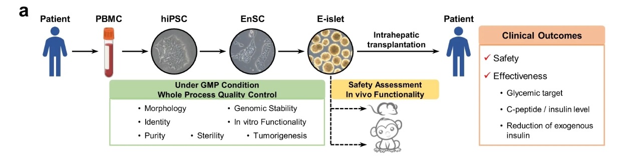 a?E-胰島的生成和質(zhì)量控制以及E-胰島移植的安全性/有效性評(píng)估的主要程序簡(jiǎn)要說(shuō)明。 a?E-胰島的生成和質(zhì)量控制以及E-胰島移植的安全性/有效性評(píng)估的主要程序簡(jiǎn)要說(shuō)明。