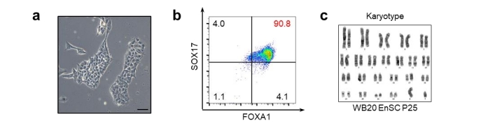 Enscs的形態(tài)、FACS的結(jié)果、WB20EnSC系的染色體分型結(jié)果 Enscs的形態(tài)、FACS的結(jié)果、WB20EnSC系的染色體分型結(jié)果
