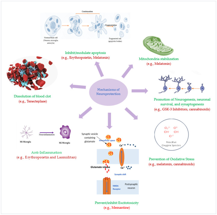 圖3:潛在神經(jīng)保護(hù)療法的神經(jīng)保護(hù)機(jī)制。 圖3:潛在神經(jīng)保護(hù)療法的神經(jīng)保護(hù)機(jī)制。