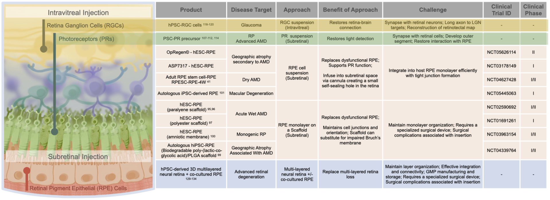 圖3:視網膜細胞替代。 圖3:視網膜細胞替代。
