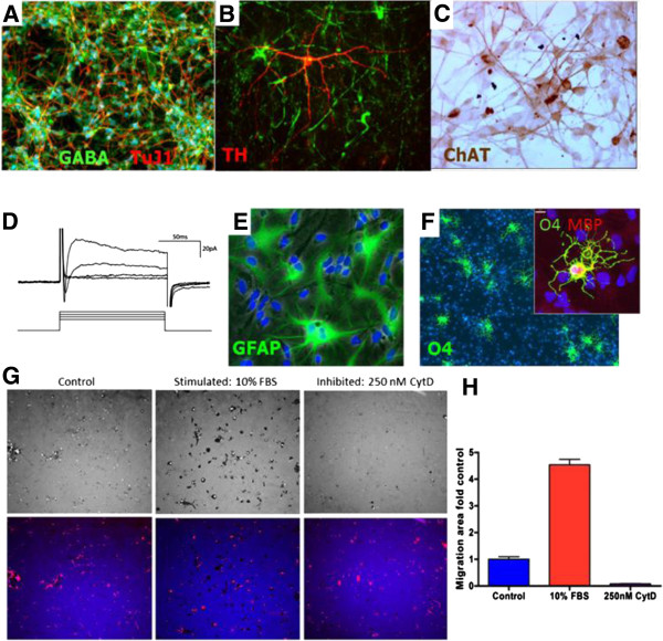 圖1:人中樞神經系統干細胞(HuCNS-SC)體外分化。 圖1:人中樞神經系統干細胞(HuCNS-SC)體外分化。