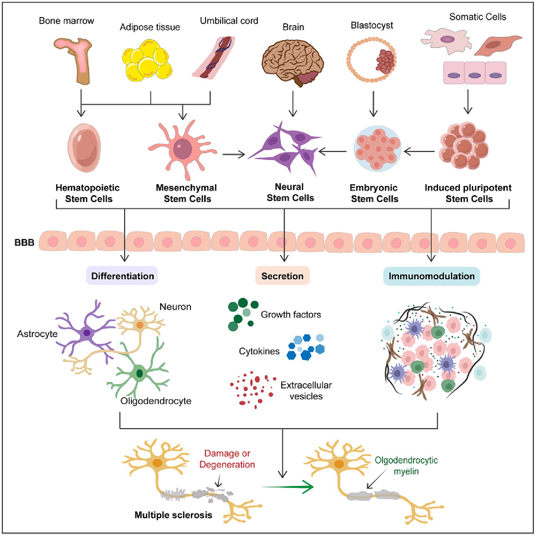 圖1：干細胞在多發(fā)性硬化癥中的治療潛力。