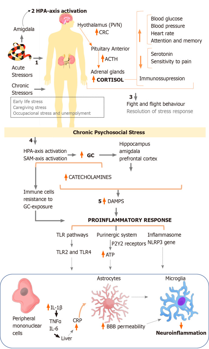 圖1：炎癥途徑應激急性和慢性反應的綜合。
