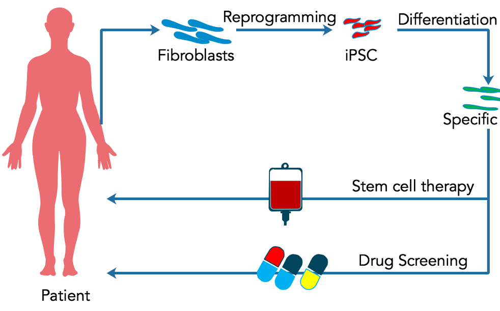 圖2. 干細胞在個體化醫療中的應用 圖2. 干細胞在個體化醫療中的應用