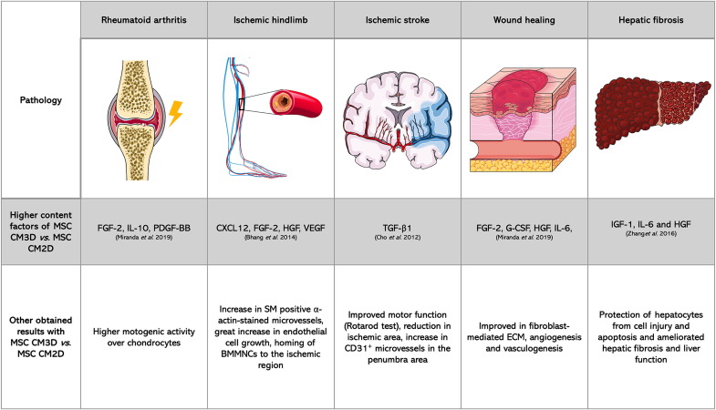 圖3：3D培養預處理MSC