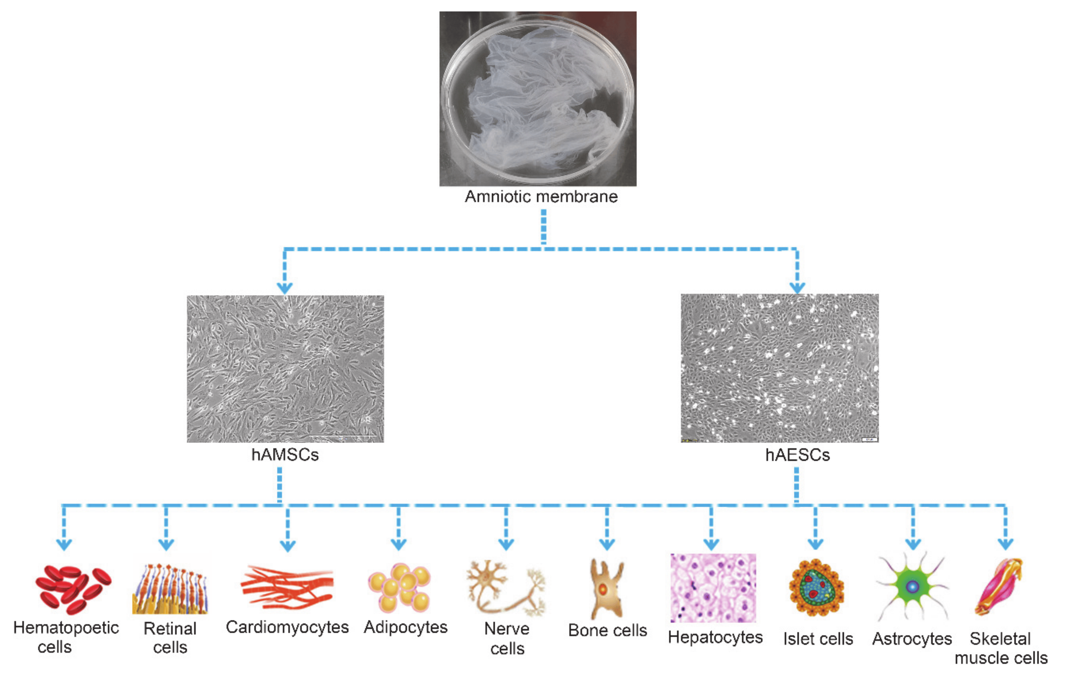 圖2：hAMSC和hAESC的多分化潛力。