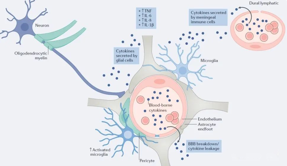 ▲從細胞學(xué)上看:抑郁癥的出現(xiàn)與小膠質(zhì)細胞數(shù)量減少有關(guān) ▲從細胞學(xué)上看:抑郁癥的出現(xiàn)與小膠質(zhì)細胞數(shù)量減少有關(guān)