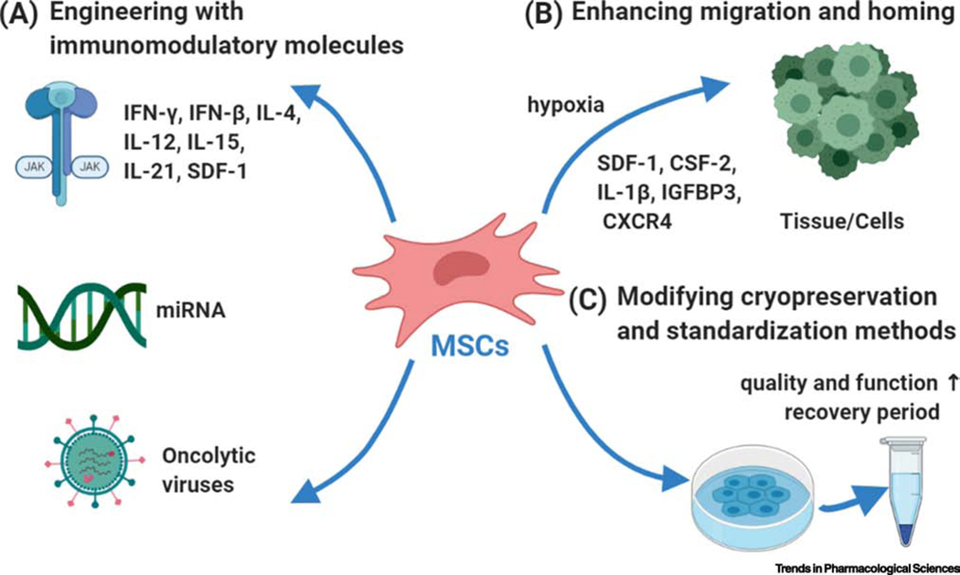 圖2：提升間充質干細胞應用效果的三大策略