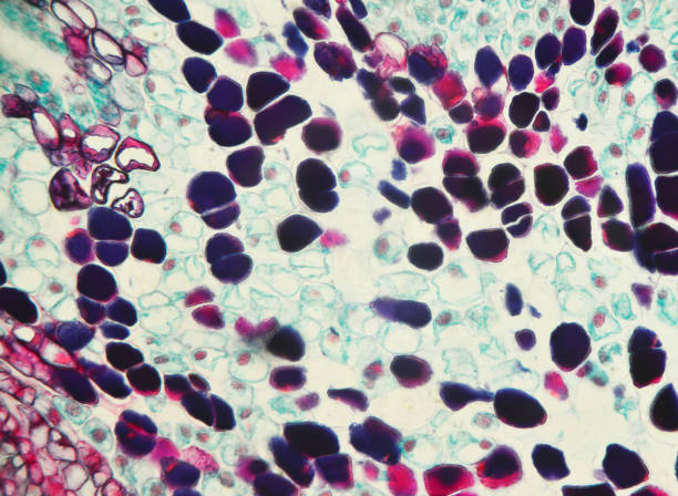 什么是間充質(zhì)干細(xì)胞-脂肪間充質(zhì)干細(xì)胞有什么特征？