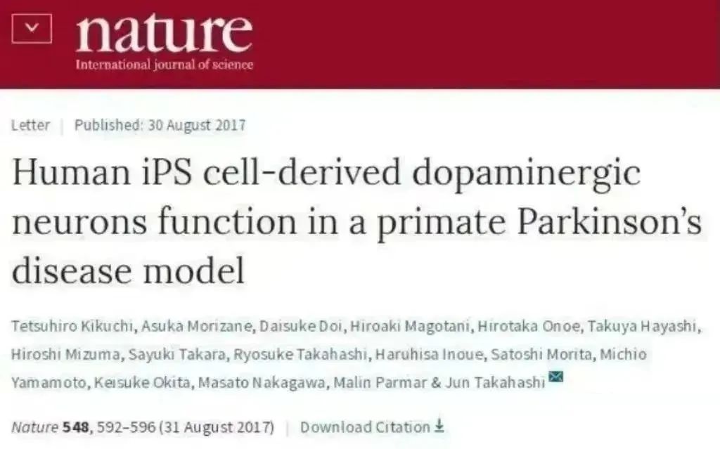 人類 iPS 細胞衍生的多巴胺能神經元在靈長類帕金森病模型中發揮作用 人類 iPS 細胞衍生的多巴胺能神經元在靈長類帕金森病模型中發揮作用