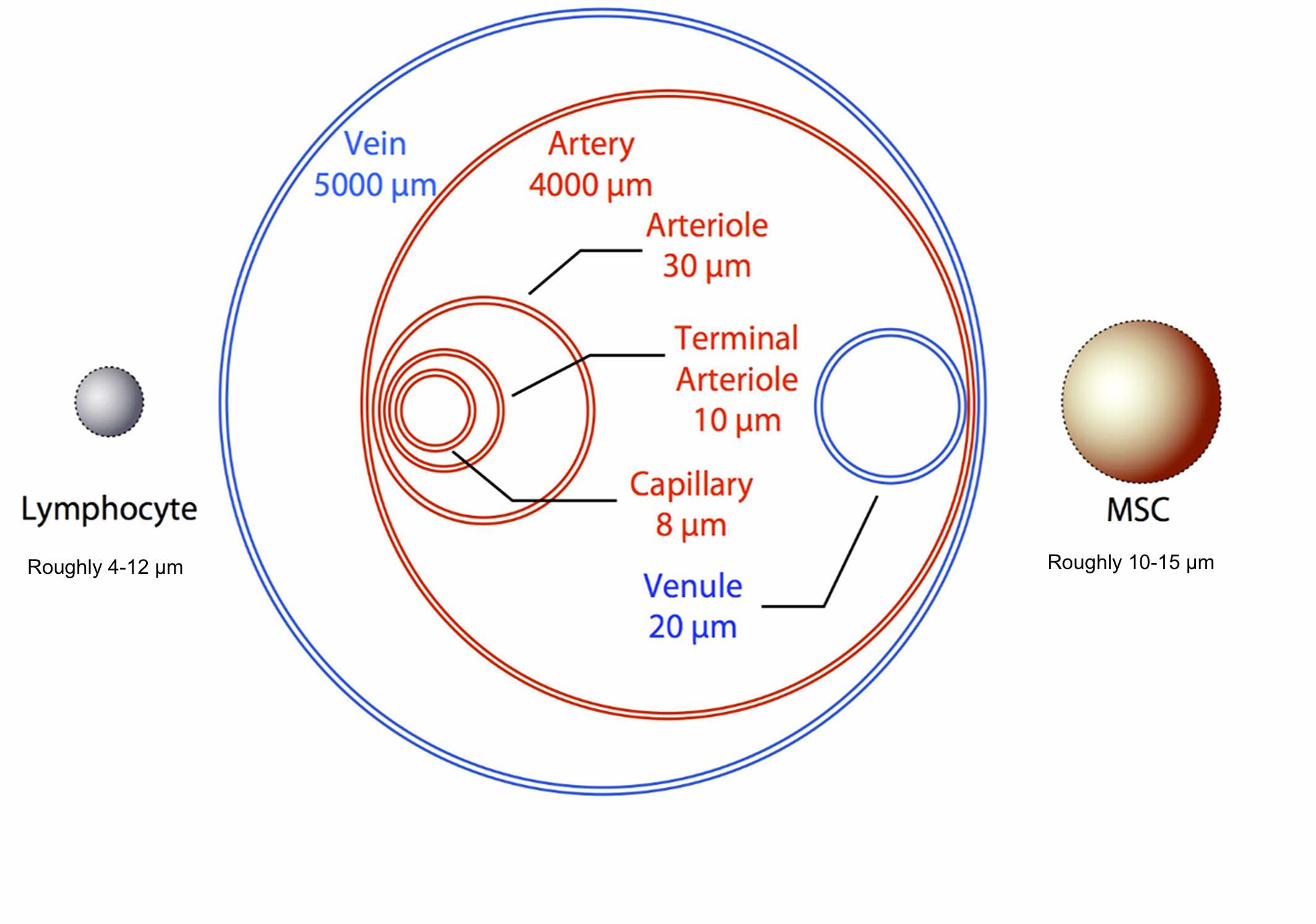 物理尺寸對全身任何細胞的遷移能力都起著至關重要的作用。