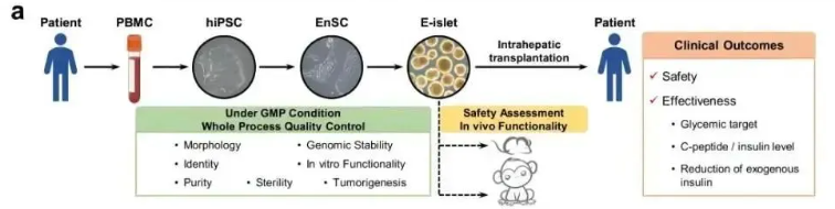 我國(guó)干細(xì)胞治療糖尿病的研究進(jìn)展 我國(guó)干細(xì)胞治療糖尿病的研究進(jìn)展