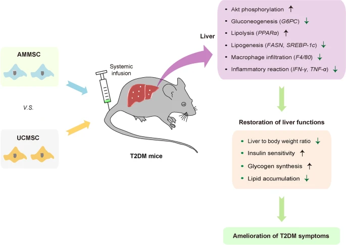 羊膜與臍帶間充質干細胞治療2型糖尿病療效對比分析