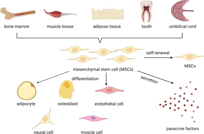 圖2:間充質干細胞的來源和作用機制。 圖2:間充質干細胞的來源和作用機制。