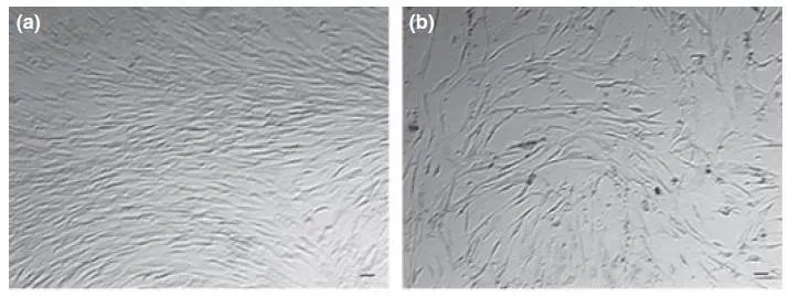△培養(yǎng)基中培養(yǎng)14天后，年輕組（19-40），中年齡組（41-60）和老年組（61-89歲）的干細胞計數(shù)對比